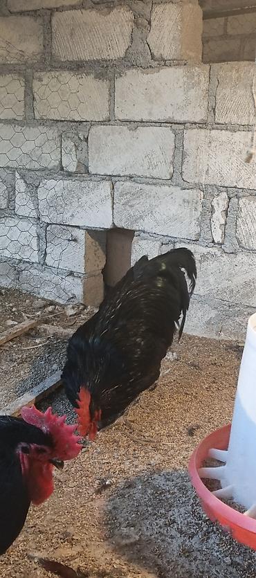 barter xoruz: Orjinal uzunquyruq avstralop cücə və yumurtası — 7