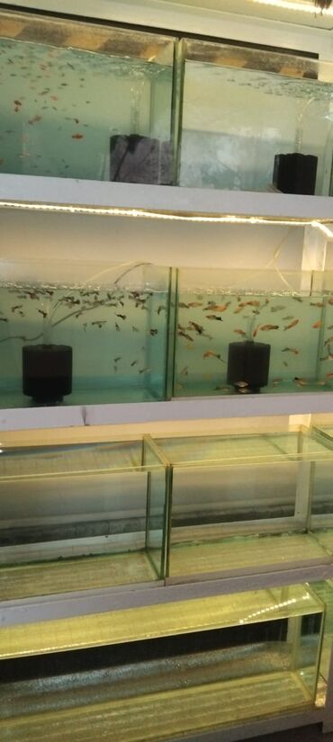 Akvariumlar: Dördbucaq akvarium, Balıqlarla birlikdə, 16 l, Ünvandan götürmə — 5