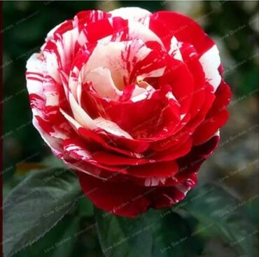 Semena i sadnice: Seme ruze
Cena 650din 10 semenki na lalafo.rs — 9 Semena i sadnice: Seme ruze
Cena 650din 10 semenki — 9