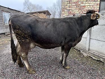 Коровы, быки: Продаю | Корова (самка) | Алатауская | Для молока — 7
