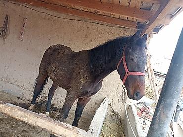 инкубатор российского производства: Продаю | Жеребенок | Дончак | Рабочий — 1