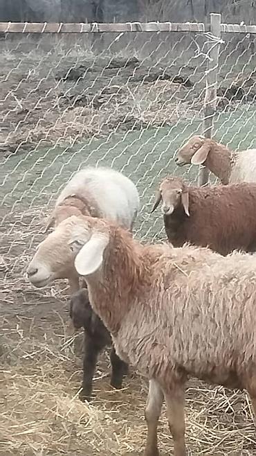 Баран, овца: Продаю | Баран (самец) | Арашан — 9