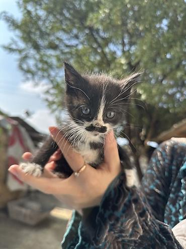 пл: Бесплатно Котята, короткошёрстные, окрас: серо-белый и чёрно-белый — 3