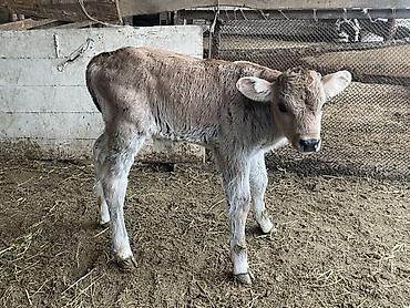 Коровы, быки: Продаю | Бык (самец), Тёлка | Для разведения — 8