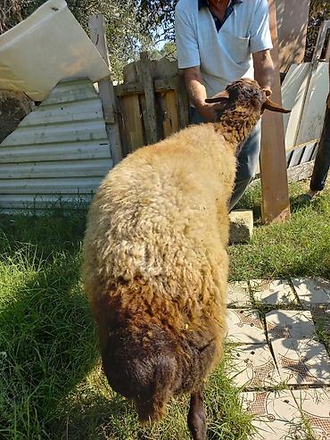 Qoyunlar, qoçlar: Qoyun – qala cinsi - Cins: Qoç - Boy-buxun: Uzunbədənli, möhkəmli - — 5