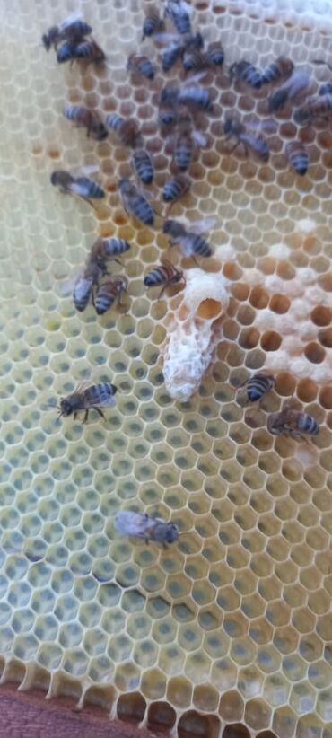 Bal: 100% qarantiya verilir təbii olduğuna! . 100% Təbii Bal zəmanət -da lalafo.az — 18 Bal: 100% qarantiya verilir təbii olduğuna! . 100% Təbii Bal zəmanət — 18