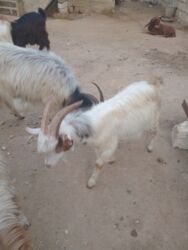 Keçi, çəpiş: Dişi, il: 1, 18 kq, Damazlıq — 1