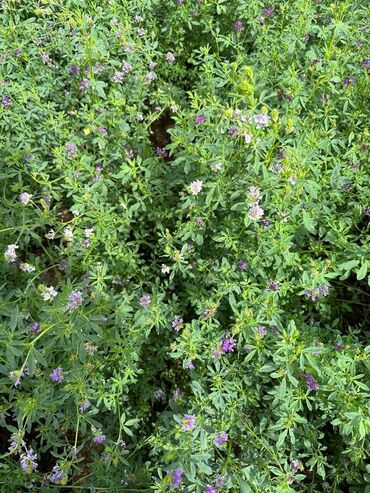 Кормовые растения: Семена кормовых растений: Эспарцет, Самовывоз, Платная доставка — 10