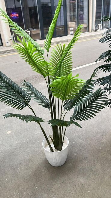 Ağaclar: Depodan bir basa satis 70azn baslayan dekarativ suni agaclar topdan — 5