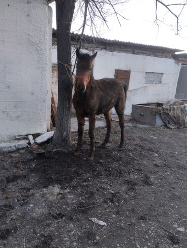 Лошади, кони: Продаю | Жеребец | Рабочий | Племенные — 2