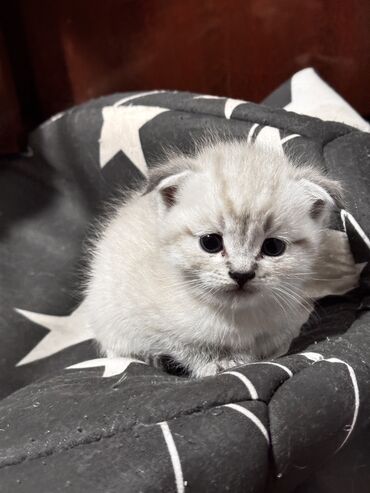 британская кошка серебристая шиншилла: Скотиш Фолд (Шотландская вислоухая), 1 месяц, Девочка, Серебристая шиншилла, Приучена к лотку, Проглистована, С прививками