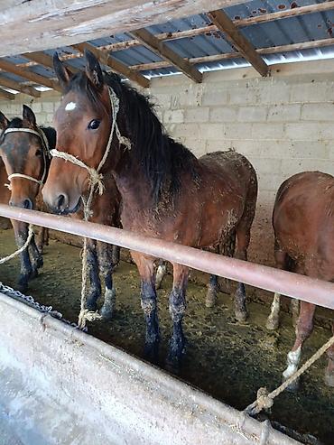 Лошади, кони: Продаю | Жеребец | Рабочий — 5