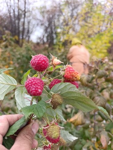 декоративный кур: Полька кочот сатылат,адаптация болгон,таза Полька100%,Россия дан lalafo.kg да декоративный кур: Полька кочот сатылат,адаптация болгон,таза Полька100%,Россия дан