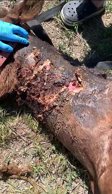 Животные: Ветеринарный врач для КРС, лошадей и овец (выезд) Профессиональная — 6