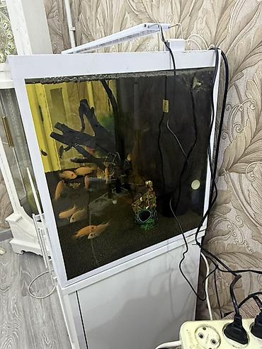 akvaryum dirnaq: Akvarium-şkaf, Boş, 150 l, Ünvandan götürmə — 2