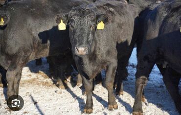 дойных коров: Сатам | Уй (ургаачы), Бука (эркек), Кунаажын | Ангус, Герефорд, Голштин | Бордоп семиртүү үчүн, Союуга, Көбөйтүү үчүн | Асыл тукумдуу