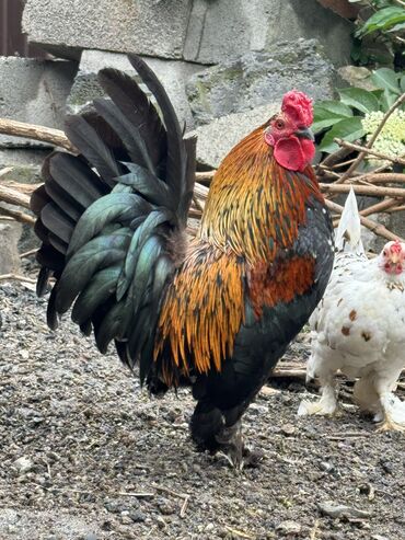 канарейка птица: Продаю карликов япошек, 3 петуха и 10 кур. Яйца несут. Оптом