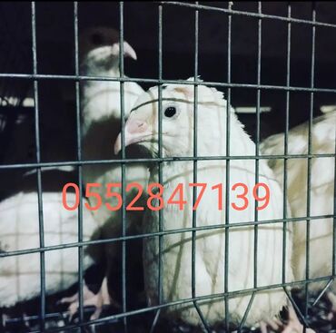 bildircin satisi: Damazlıq bildirçin satılır yumurtlamaqa başlamış tam sağlam