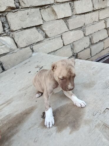 itler pitbul: Pitbul, 1 ay, Erkek