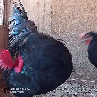 yumurtlayan toyuqlar satilir: Toyuq, Australorp, Yumurtalıq, Ünvandan götürmə, Ödənişli çatdırılma — 7