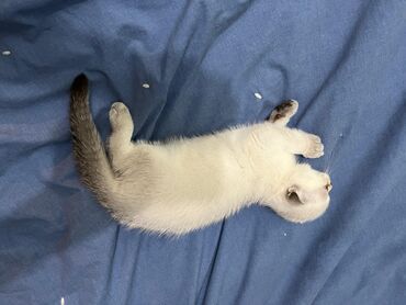 Pişiklər: Şotland yastı qulaq, Erkək, Dişi, Yaxşı əllərə, Ünvandan götürmə, Pulsuz çatdırılma, Ödənişli çatdırılma — 91