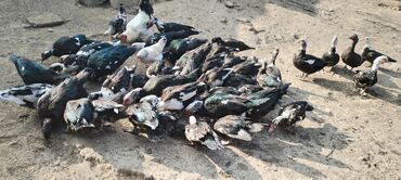 Ördəklər: Muscovy (barbar) ördəkləri – iri sürü - Rənglər: qara-yaşıl — 10