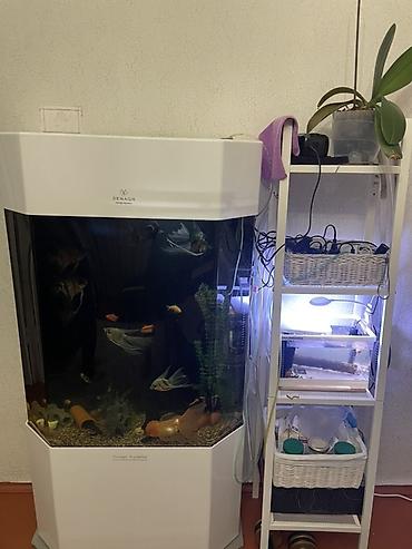 Аквариум Senagr Aquatics 150 л с тумбой + 8 видов рыб Продаю at lalafo.kg Аквариум Senagr Aquatics 150 л с тумбой + 8 видов рыб Продаю