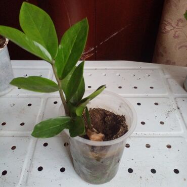 Bitkilər üçün dibçəklər: Bakixanov qəsəbəsi(Razin),Razin talkuçkasına yaxın,gül dibçəkləri — 8