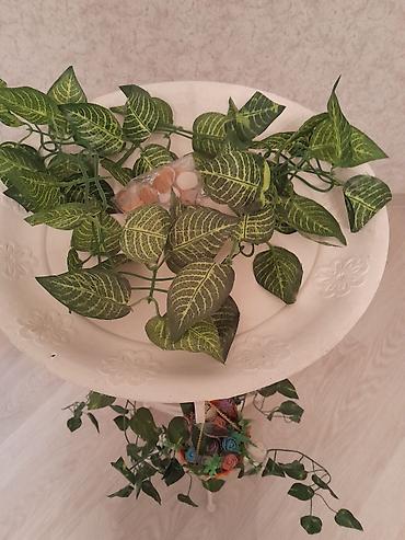 akvarium zavod istehsali: Yumru akvarium üçün əşyalar — 7