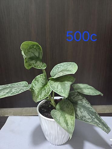 Декабристы: Декабристы (Schlumbergera) в горшках. - Окраска цветков: белая (на — 30