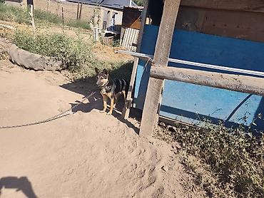 возьму собаку: Немецкая овчарка, кобель. Окрас: чёрно‑рыжий (седло), стоячие уши — 3