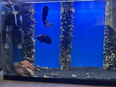 akvarium 90x40x50: Dördbucaq akvarium, Balıqlarla birlikdə, 35 l, Ünvandan götürmə