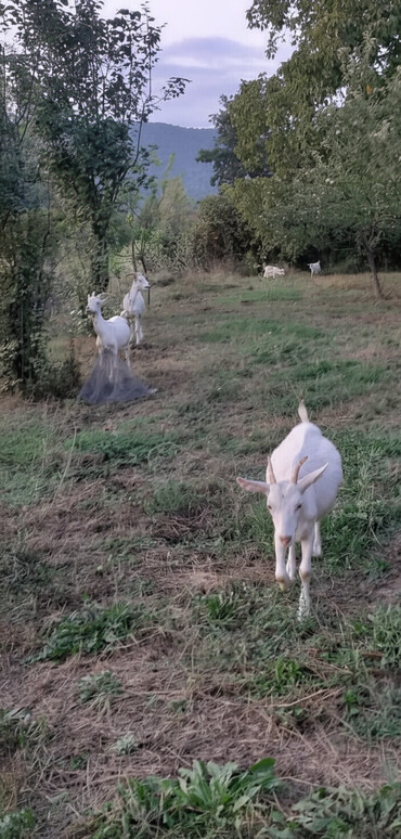Keçi, çəpiş: Dişi, Zanen, il: 1, 40 kq, Damazlıq, Südlük, Ətlik, Ünvandan götürmə — 1