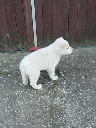 Psi: Na prodaju ženka azijata (srednjeaziski ovčar) Stara 6. Nedelja na lalafo.rs — 9 Psi: Na prodaju ženka azijata (srednjeaziski ovčar) Stara 6. Nedelja — 9