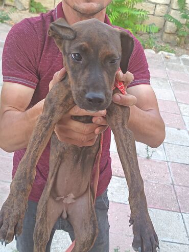 İnformatika: Pitbul, 3 ay, Dişi, Peyvəndli, Ünvandan götürmə