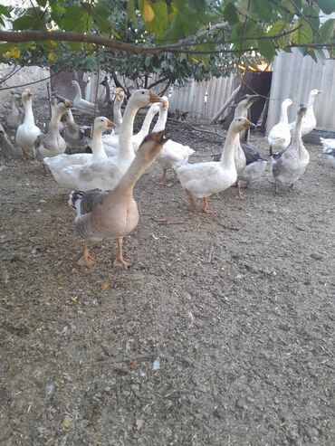 ротвейлер цена в баку: Real alici narahat elesin