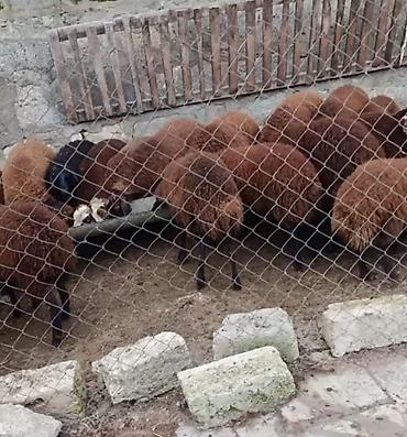 bildircin satilik: Qala quzuları satlır. Ərkək və dişi quzular var. Əbrəş quzular var — 2