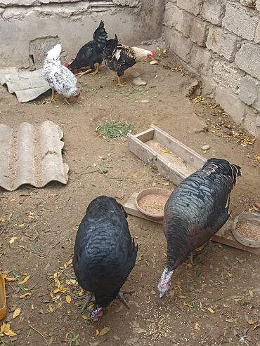 Hinduşka: Dişi, Damazlıq -da lalafo.az — 3 Hinduşka: Dişi, Damazlıq — 3