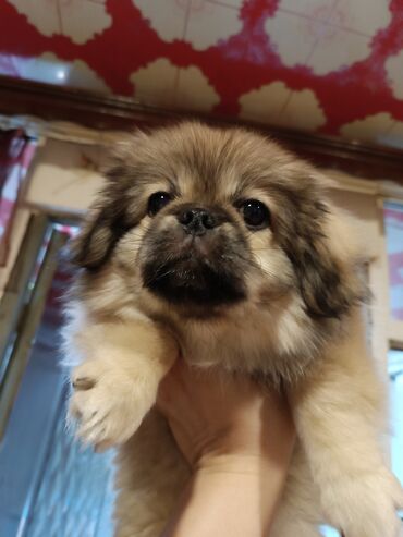 İtlər: Pekines, 2 ay, Dişi, Peyvəndli, Ünvandan götürmə