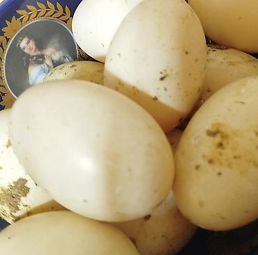 mal bazari: Ağ piçin ördəkləri və yumurtaları - Cins: Ağ piçin (ağ lələklər — 3
