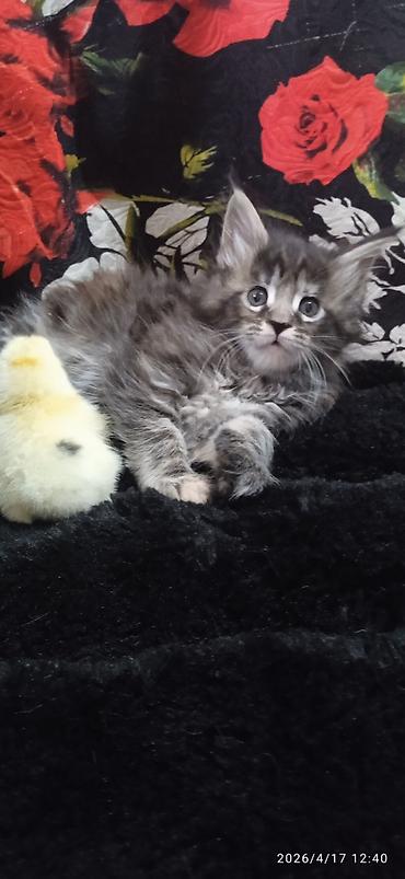 Продажа кошек: Мейн-кун, 1 месяц, Девочка — 3