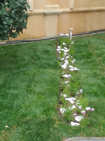 Bağbanlar: Salam bağ evlərində, Abyektlərdə parklarda bağban xidməti görülür — 4