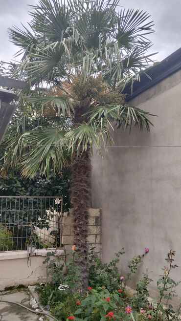 banzay agaci: Trachycarpus fortunei (yelpənəkvari xurma) ağacı - Növ: Dekorativ