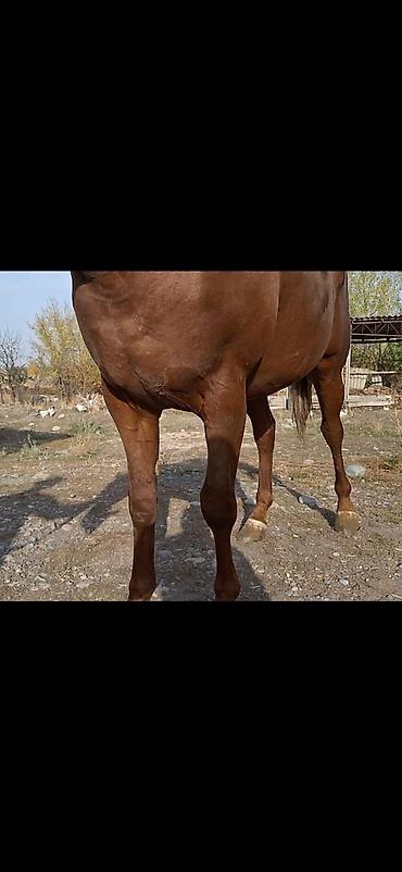 ат конь: Продаю | Конь (самец) | Английская | Конный спорт | Племенные — 2