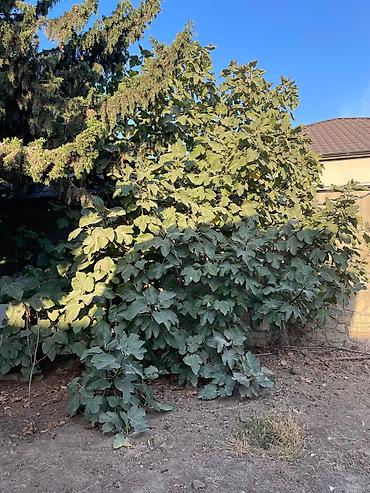 Uşaq və gənc otağı üçün dəstlər: Qız üçün, Yeni — 25