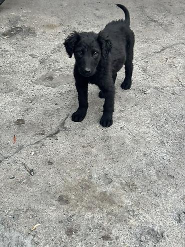 Продажа собак: Тайган, 2 месяца, Самец — 9