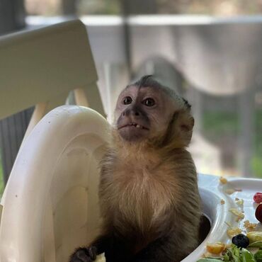 Άλλα: Έχω καπουτσίνο μαϊμού προς πώληση και αναρωτιόμουν αν σε ενδιαφέρει να