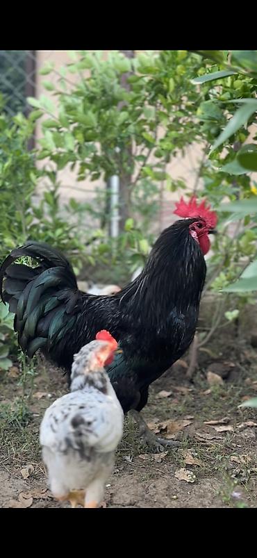 hereti xoruz sats: Avstralorp xoruzu satilir tekce 1 xoruzdu — 2