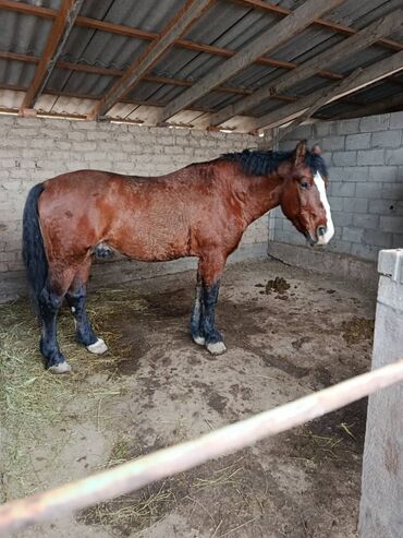 купить чистокровную немецкую овчарку: Продаю | Конь (самец) | Рабочий