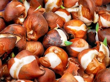купить луковицы тюльпанов оптом из голландии: Семена и саженцы Самовывоз